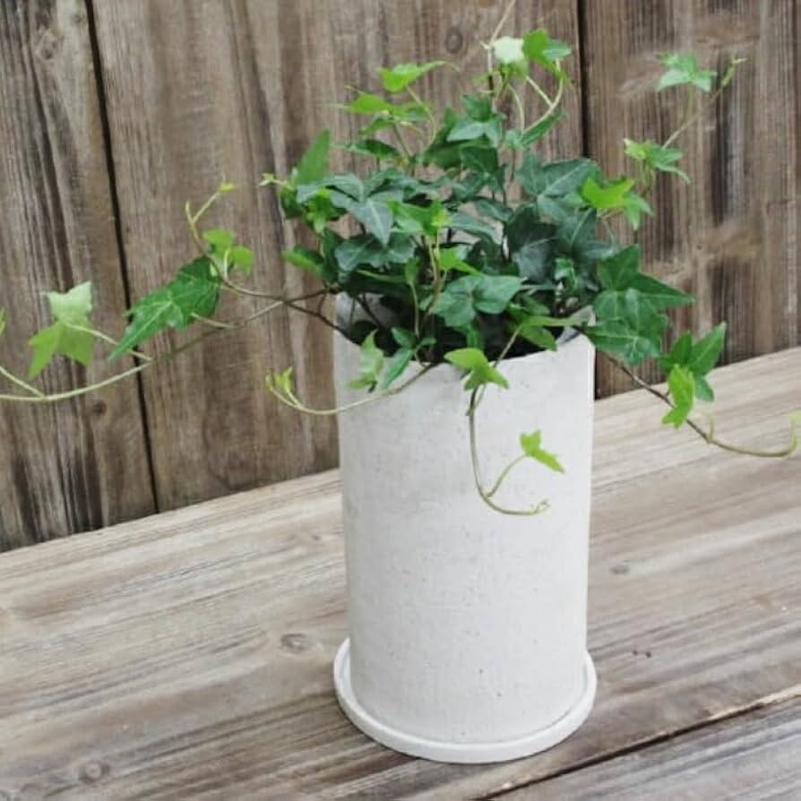 Amazon.co.jp: 植木鉢 おしゃれ 陶器鉢 イオニアトールL＜ 12cm